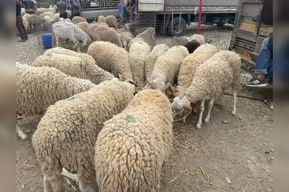 algérie tebboune fixe