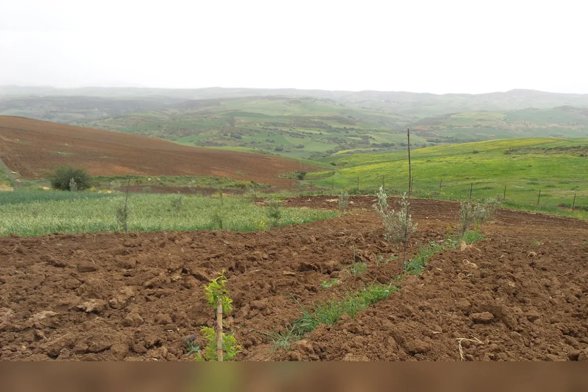 Agriculture Bio Algérie