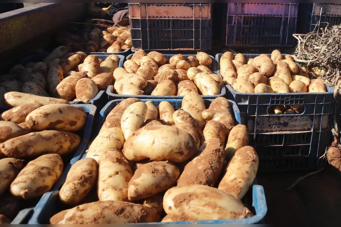 Pomme de Terre